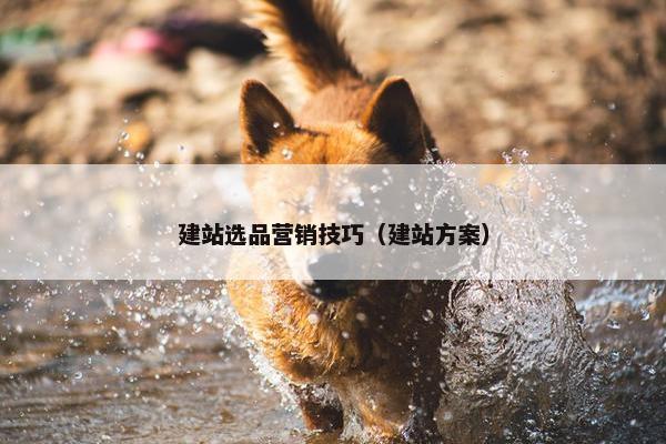 建站选品营销技巧（建站方案）