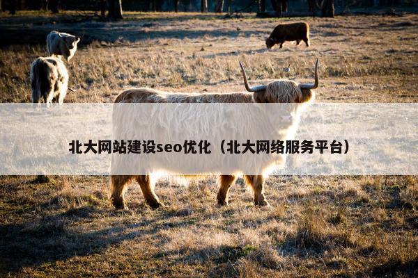 北大网站建设seo优化（北大网络服务平台）
