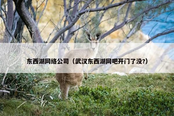 东西湖网络公司（武汉东西湖网吧开门了没?）